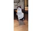 Adopt Cate a Domestic Short Hair