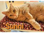 Adopt Sunni a Tabby
