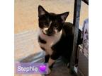 Adopt Stephie a Domestic Short Hair