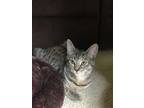 Adopt Whiskers a Domestic Short Hair