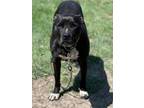 Adopt Sidney a Terrier, Labrador Retriever