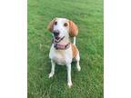 Adopt Daisy - Foster to Adopt a Foxhound