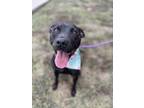 Adopt Peppercorn a Labrador Retriever, Pit Bull Terrier