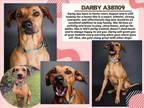 Adopt DARBY a Redbone Coonhound, Mixed Breed