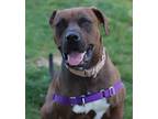 Adopt Lola a Mixed Breed