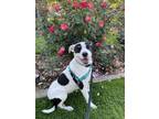 Adopt Stevie Nicks-foster home needed a Border Collie, American Staffordshire