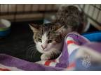 Adopt Vash a Domestic Short Hair