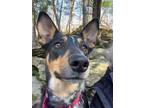 Adopt Molly a Cattle Dog