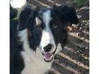 Adopt Peppa a Border Collie