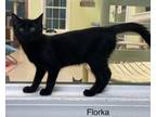 Adopt Florka a Domestic Short Hair