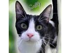 Adopt Sally a Domestic Short Hair