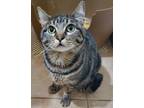 Adopt TINKERBELL a Tiger, Tabby
