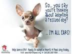 Adopt FOSTERS NEEDED - Click for Info a Terrier