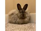 Adopt Posie a Angora Rabbit