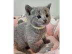 BRLY2 Russian blue kitten