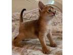 IL. J4 purebred Abyssinian kitten