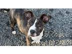 Adopt Athena *READ ENTIRE DESCRIPTION* a Pit Bull Terrier, Mixed Breed