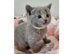 WOY3 Russian blue kitten