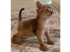 KCC. M8 purebred Abyssinian kitten