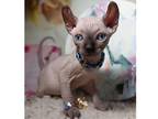 FIF. N3 Sphynx kitten