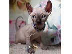 XMAS. C4 Sphynx kitten