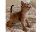 IRC. V3 purebred Abyssinian kitten