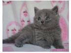 ACTI3 British shorthair kitten