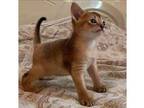 AE, Y3 purebred Abyssinian kitten