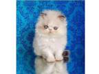 SPO11 TICA and CFA Persian kitten