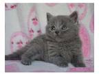 ALIIO British shorthair kitten