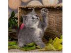 CRR3 British shorthair kitten