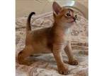 JIJ. F5 purebred Abyssinian kitten