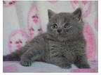 VIOH3 British shorthair kitten
