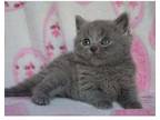 ADDY3 British shorthair kitten