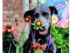 Adopt April a Labrador Retriever