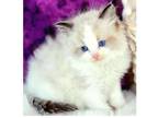 AD. H1 TICA and CFA Ragdoll kitten