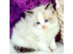 XMAX. E2 TICA and CFA Ragdoll kitten