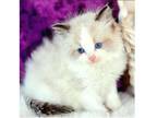 FIF. N1 TICA and CFA Ragdoll kitten