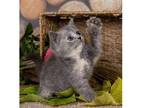 APLY3 British shorthair kitten