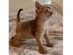 KEL. G2 purebred Abyssinian kitten