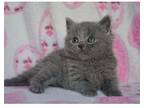 QWLL2 British shorthair kitten