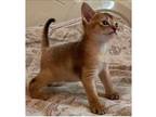 WC. G7 purebred Abyssinian kitten