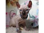 SUII. S2 Sphynx kitten