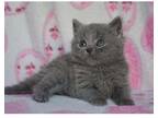 SJOO2 British shorthair kitten