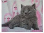 SCOTT2 British shorthair kitten