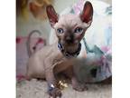 MRR. B3 Sphynx kitten