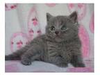 VIVV2 British shorthair kitten