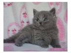 BIGGY2 British shorthair kitten