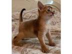 JJ. M5 purebred Abyssinian kitten