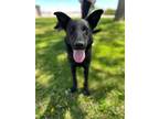 Adopt Darsena a Cattle Dog, Retriever